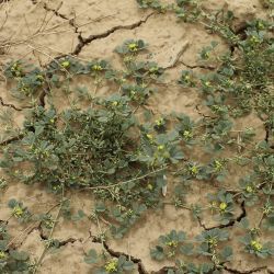 Medicago anguina