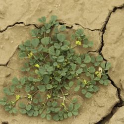 Medicago anguina