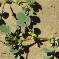 Medicago anguina