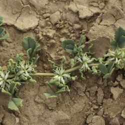 Medicago anguina