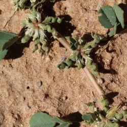 Medicago anguina