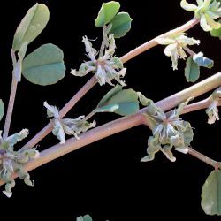 Medicago anguina