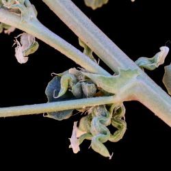 Medicago anguina