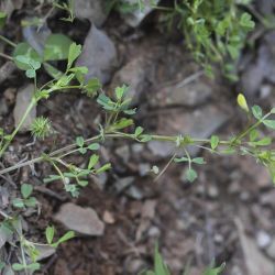 Medicago laciniata