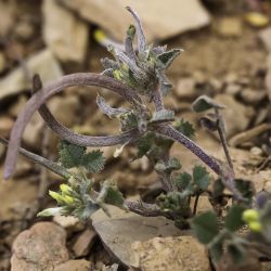 Medicago polyceratia