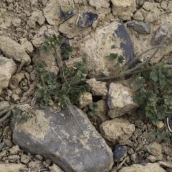 Medicago polyceratia