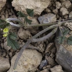 Medicago polyceratia