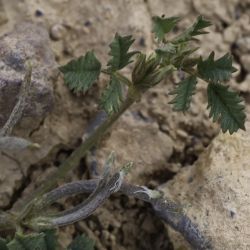 Medicago polyceratia