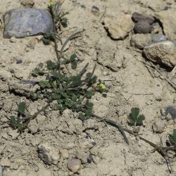 Medicago polyceratia