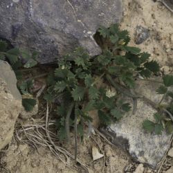 Medicago polyceratia