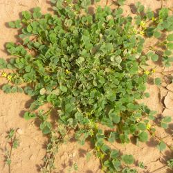 Medicago stellata