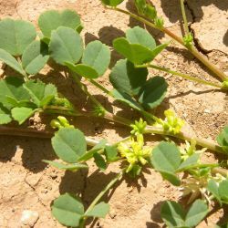 Medicago stellata