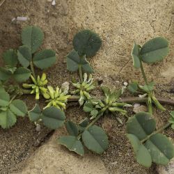 Medicago stellata