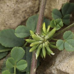 Medicago stellata