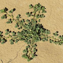 Medicago stellata