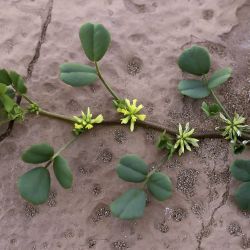 Medicago stellata
