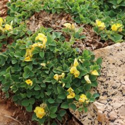 Medicago suffruticosa