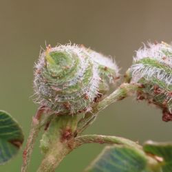 Medicago suffruticosa