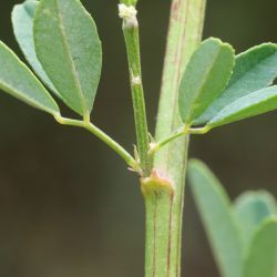 Melilotus albus