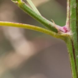 Melilotus albus