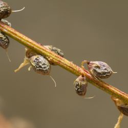 Melilotus albus