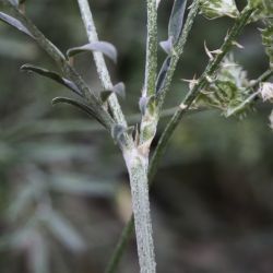 Onobrychis cadevallii