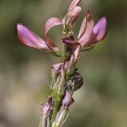 Onobrychis cadevallii