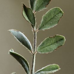 Onobrychis cadevallii