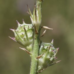 Onobrychis cadevallii