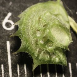 Onobrychis cadevallii