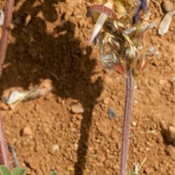 Onobrychis humilis subsp. humilis