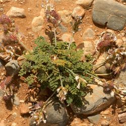 Onobrychis humilis subsp. humilis