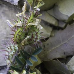 Onobrychis humilis subsp. jahandiezii
