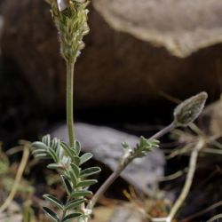 Onobrychis humilis subsp. jahandiezii