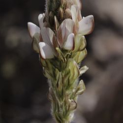 Onobrychis humilis subsp. jahandiezii