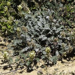 Onobrychis humilis subsp. jahandiezii