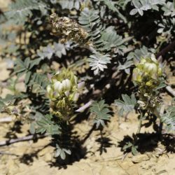 Onobrychis humilis subsp. jahandiezii