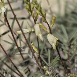 Onobrychis saxatilis