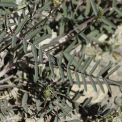 Onobrychis saxatilis