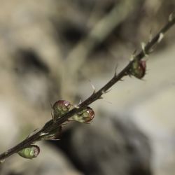 Onobrychis saxatilis