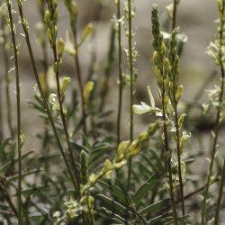 Onobrychis saxatilis