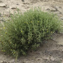 Ononis angustissima subsp. polyclada