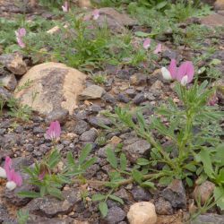 Ononis biflora