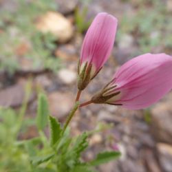 Ononis biflora