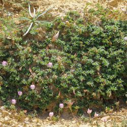 Ononis cristata subsp. cristata
