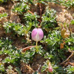 Ononis cristata subsp. cristata