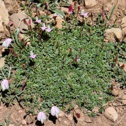 Ononis cristata subsp. cristata