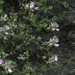 Ononis hispida subsp. arborescens