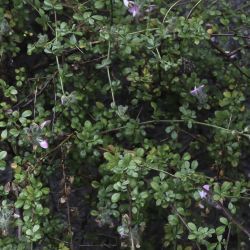 Ononis hispida subsp. arborescens