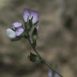 Ononis hispida subsp. arborescens